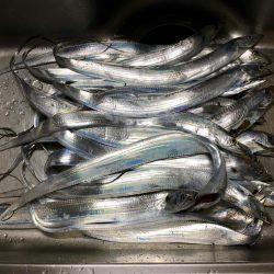 タチウオ入れ食い?