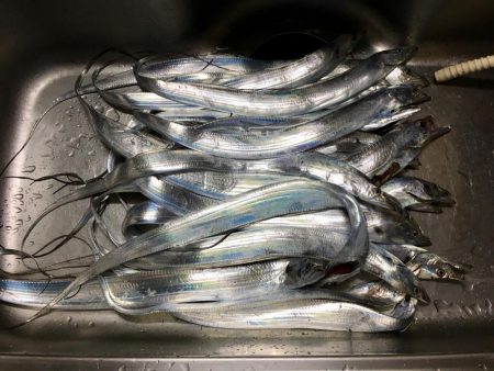 タチウオ入れ食い?