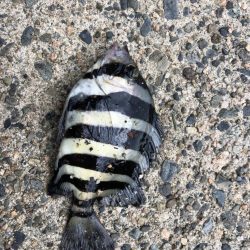 幸先よくサンバソウ