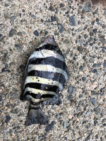 幸先よくサンバソウ