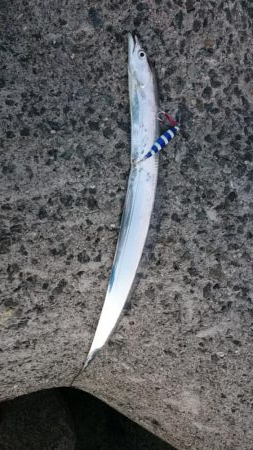 今週もタチウオ