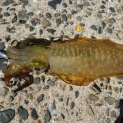 【片上海岸】アオリイカ調査