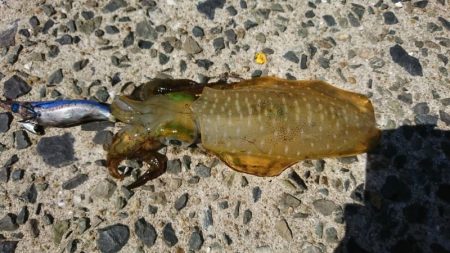 【片上海岸】アオリイカ調査