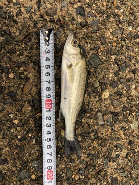 サイズアップできた