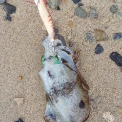 今朝のエギング釣果