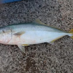 青物が釣りたくて