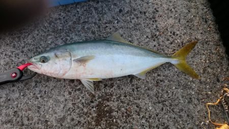 青物が釣りたくて