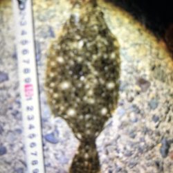 いいサイズのヒラメゲットです