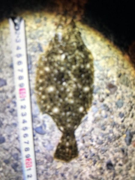 いいサイズのヒラメゲットです