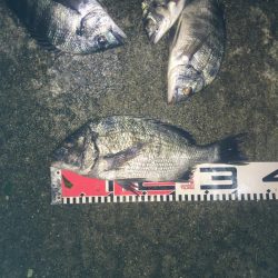 今週の釣果報告！９月２２日（土）