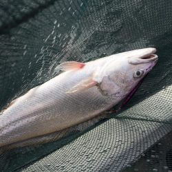 ２日目の大津港