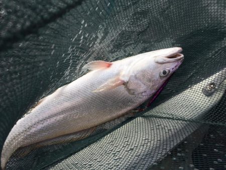 ２日目の大津港