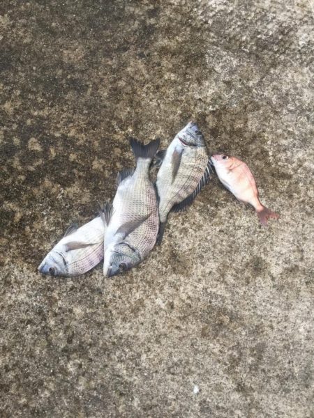 今週の釣果報告！９月２８日（金）