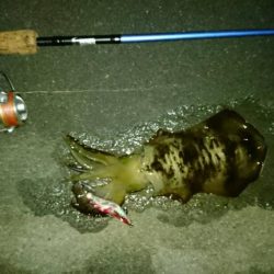 宮津でアオリイカ