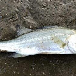 仕事サボっての釣行でした。