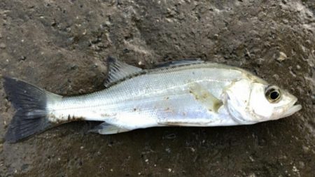 仕事サボっての釣行でした。