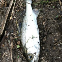 仕事早退して夕マズメ！