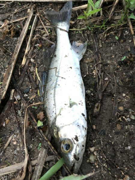 仕事早退して夕マズメ！