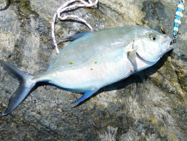 smallトレバリー南紀