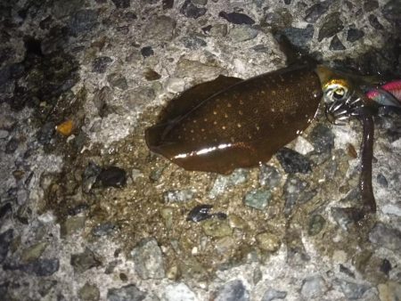 ナイターエギング