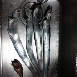 タチウオつれ始めてるぞよ！