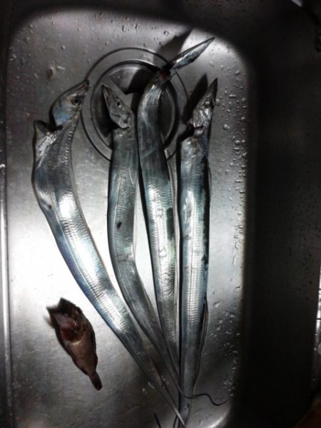 タチウオつれ始めてるぞよ！