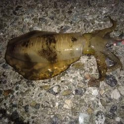 ナイターエギング