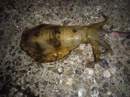 ナイターエギング