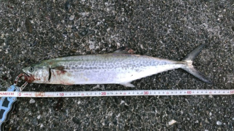 やっぱりミノー