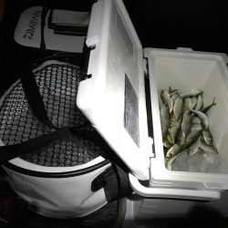 アジ大漁♪イカ、タチウオあたりなし(T-T)