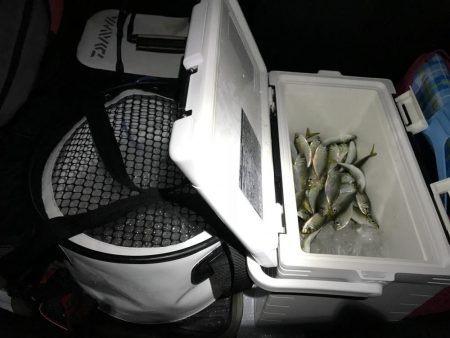 アジ大漁♪イカ、タチウオあたりなし(T-T…