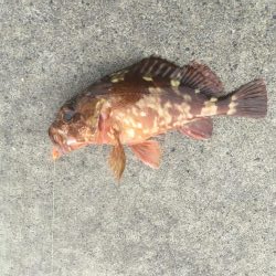 堂浦でライト5目達成