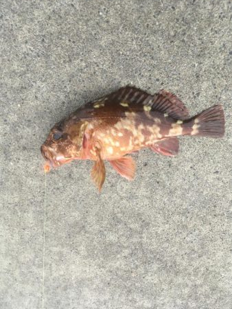 堂浦でライト5目達成