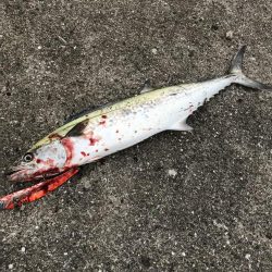 激渋の中、貴重な一本