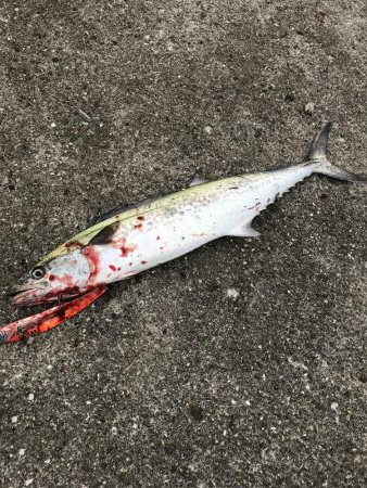 激渋の中、貴重な一本