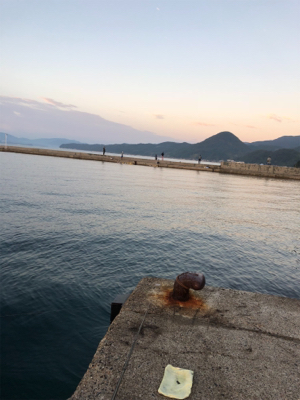 アオリイカ釣行