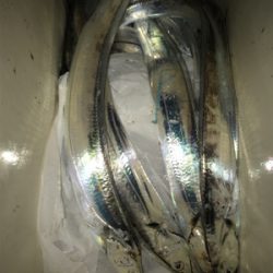 マイポイントでタチウオ開幕！