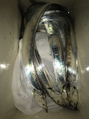 マイポイントでタチウオ開幕！