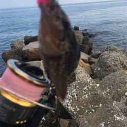 今日はハズレでした