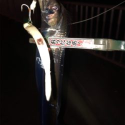 太刀魚シーズンイン?