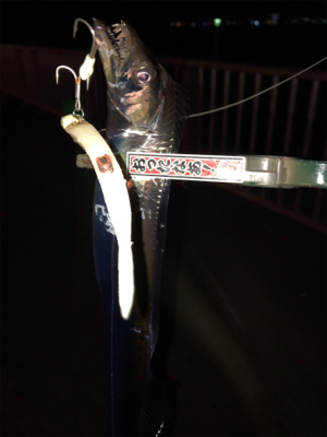 太刀魚シーズンイン?