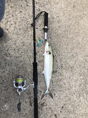 青物、タチウオ、シーバス狙い