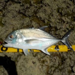 あまり釣れません。