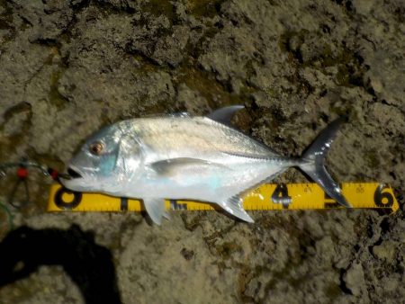 あまり釣れません。