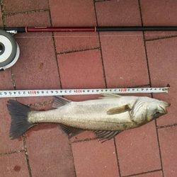 大きくなった？　～豊洲ぐるり公園～