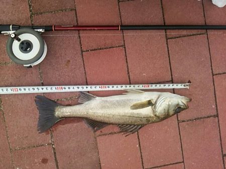 大きくなった？　～豊洲ぐるり公園～