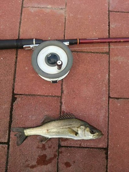 雨の降る前に　～豊洲ぐるり公園～