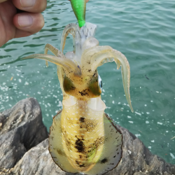 沼島で初メッキ