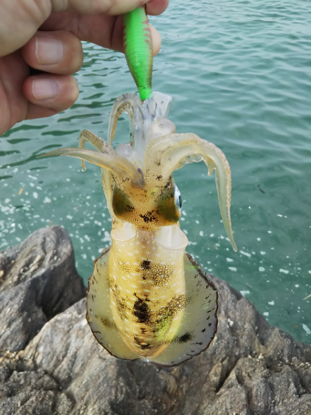 沼島で初メッキ