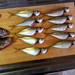 小坪朝マズメ アジ